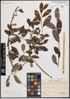 Foto von Salix aurita L. x Salix cinerea L. x Salix purpurea L.